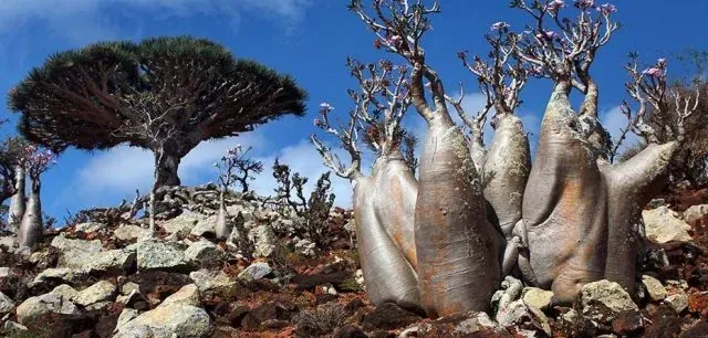 Pulau Paling Aneh Di Dunia