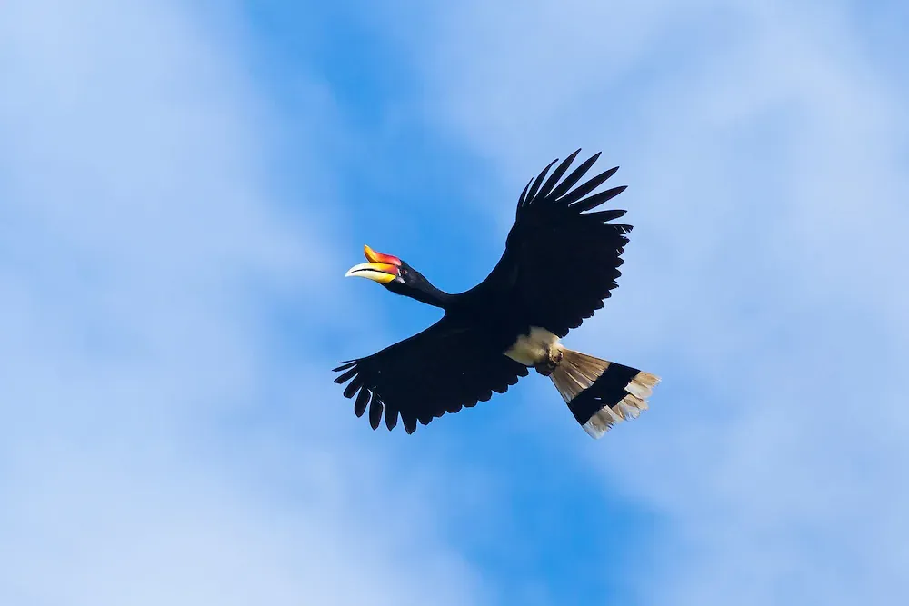 Legenda Burung Kenyalang Dalam Komuniti Sarawak