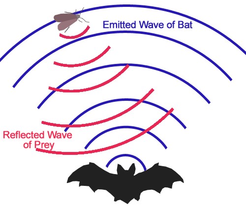 Image result for echolocation