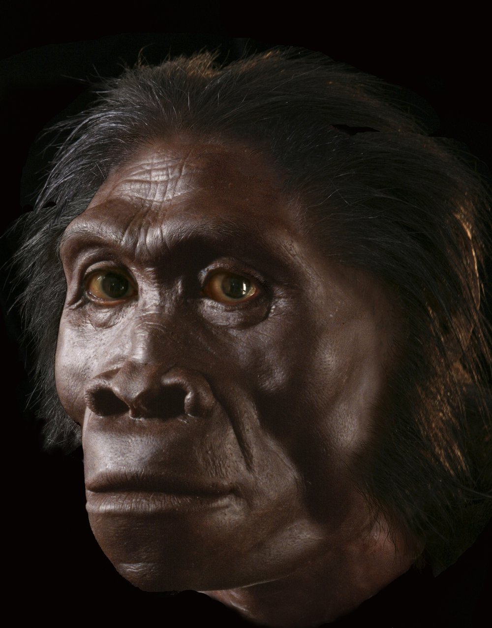 Manusia Prasejarah Telah Memburu Sejak 2 Juta Tahun Lalu 6