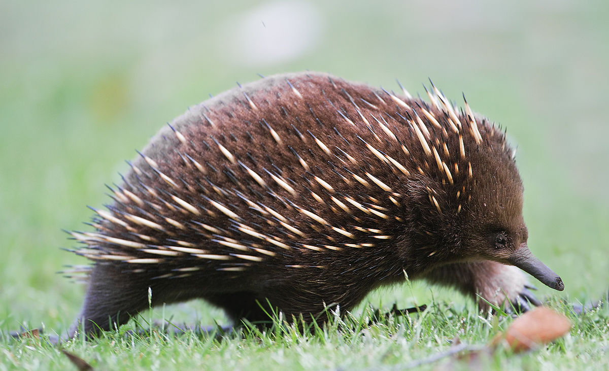 Echidna Mamalia Yang Bertelur The Patriots