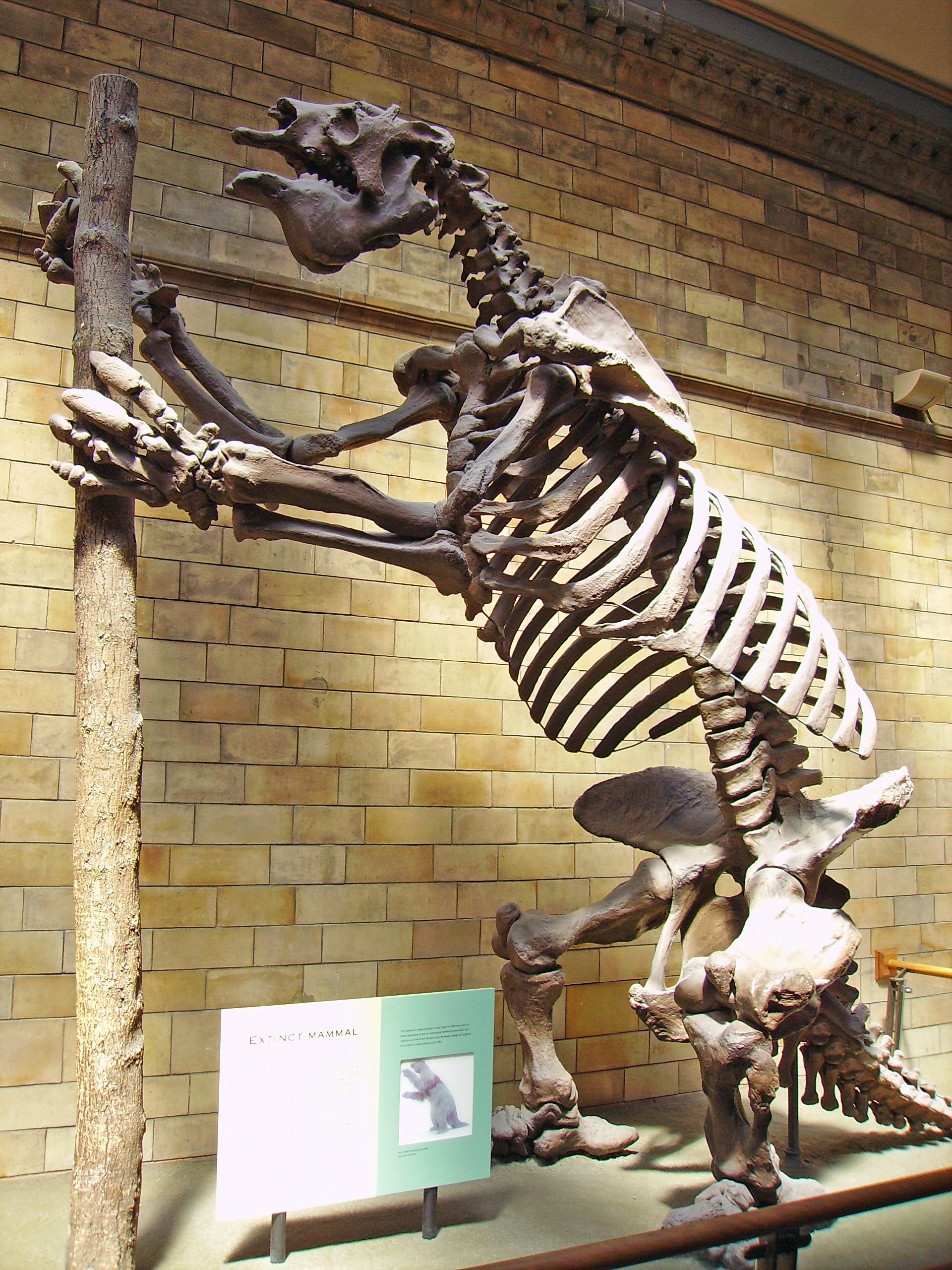 Megatherium Americanum – Sloth Sebesar Gajah 3
