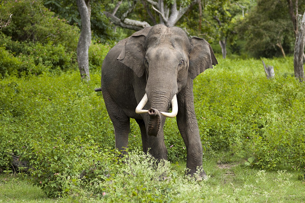 Sebab Tekanan Evolusi, Gading Gajah Jadi Kecil.
