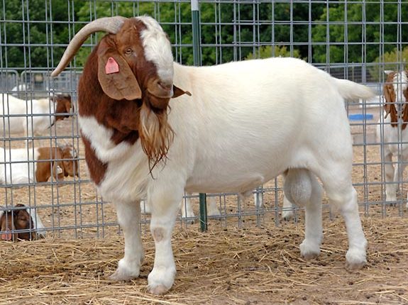 kambing