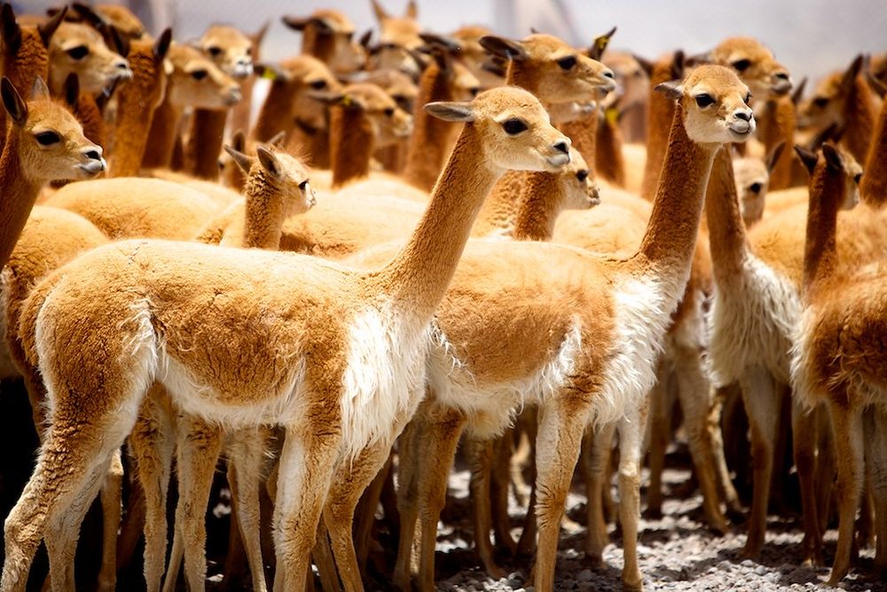 Bulu Paling Mahal Di Dunia Datang Daripada Llama